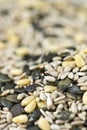 Mixed Seeds (selective focus) for use as background image or as Royalty Free Stock Photo