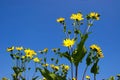 The mixed silphia Silphium perfoliatum is a plant native to North America from the daisy family Royalty Free Stock Photo