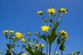 The mixed silphia Silphium perfoliatum is a plant native to North America from the daisy family