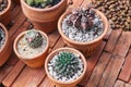 Mixed of small cacti in brown cray pots.