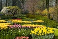 Mixed spring flowers in flowerbed, white blooming cherry tree in Keukenhof Park