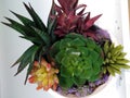 Mixed succulents cactus aloe Vera artificial plant pot