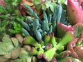 Mixed succulents field Royalty Free Stock Photo