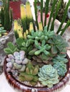 Mixed succulents growing in the pot background