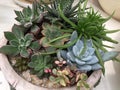 Mixed succulents growing in the pot background