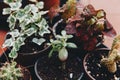 Mixed succulents plant in pot