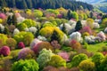 Mixed Tree Forest in Spring Royalty Free Stock Photo