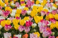 Mixed tulips flowers with different colours in the garden