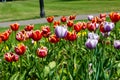 Mixed tulips Royalty Free Stock Photo