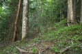 Mixed untouched forest in sweden with birch, aspen and fir