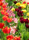 mixed variety of tulips of various colors in the flowerbed of the ornamental garden in spring Royalty Free Stock Photo