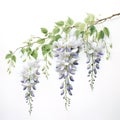 Mixed White and Blue wisteria on white background, Generative AI