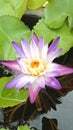 A mixed white and purple lotus blooms in the middle of a small pond.