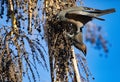 American Robin and Cedar Waxwing feed together on berries