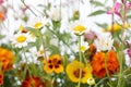 Mixed wild field flowers