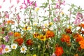 Mixed wild field flowers