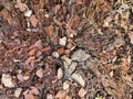 Mixed wood stones dirt background