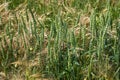 mixed yellow-green stalks of wheat and barley standing on a plantation in summer Royalty Free Stock Photo