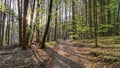 Mixnitz - Backpacker woman walking in the forest in the morning