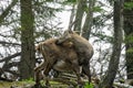 Mixnitz - A mountain goat in a forest in the Grazer Bergland in Austria Royalty Free Stock Photo