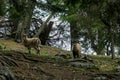 Mixnitz - Mountain goats in a forest in the Grazer Bergland in Austria Royalty Free Stock Photo