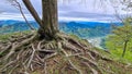Mixnitz - A tree with strong roots in Grazer Bergland in Austria Royalty Free Stock Photo