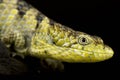 Mixtecan Arboreal Alligator Lizard Abronia mixteca Royalty Free Stock Photo