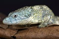 Mixtecan arboreal alligator lizard (Abronia mixteca)