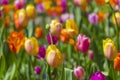 Mixture of Beautiful Colorful Tulips Placed Together