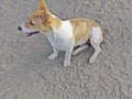 Bea Jack Russell female dog