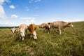 Brown And White Cows Grazing In The Countryside Royalty Free Stock Photo