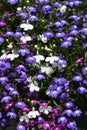 A mixture of colours of Lobelia, erinus, flowering plants growing in a garden in the UK in summer.