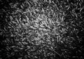 Mixture of different grains, black and white photo. Gray wheat grains. Background of mixed barley and oat seeds. mixture of