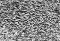 Mixture of different grains, black and white photo. Gray wheat grains. Background of mixed barley and oat seeds. mixture of