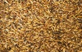 Mixture of different grains, golden wheat grains, Background of mixed barley and oat seeds. mixture of cereals for animal feed Royalty Free Stock Photo