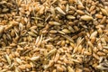 Mixture of different grains, golden wheat grains, background of mixed barley and oat seeds, mixture of cereals for animal feed, Royalty Free Stock Photo