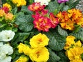 Primrose 'Diva Mixed'