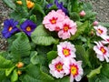 Primrose 'Ringo Star Mix'