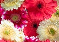 Mixture of Gerbera flowers, red, pink and white Royalty Free Stock Photo