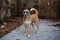 Mixture of German Shepherd and Husky with Heterochromia standing in outdoors