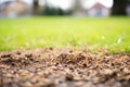 mixture of grass seeds for lawn thickening