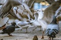 Feeding frenzy of wild birds. Royalty Free Stock Photo