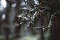 Mixture of medicinal mosses, lichens