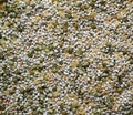 Mixture of pearl barley with peas and decorticated yellow lentils , ready for a healthy soup or a cold summer dish