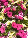 Mixture of Petunia axillaris, pinkpetunia, pink moon petunia