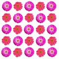 A mixture of pink and purple flowers with petals in rows on a white background