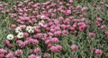 Pink and white African Daisies in a meadow (Arctotis acaulis) flowers Royalty Free Stock Photo