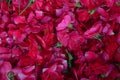 Mixture of Red peony petals and flowers Royalty Free Stock Photo