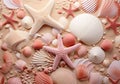 a mixture of shells and starfish on the beach Royalty Free Stock Photo