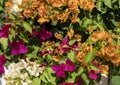 Mixture of white, orange and purple bougainvillea in Portugal.